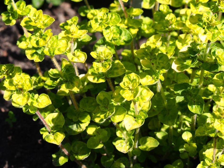 Como plantar Orégão vulgare 'Aureum' (Origanum vulgare 'Aureum')_1