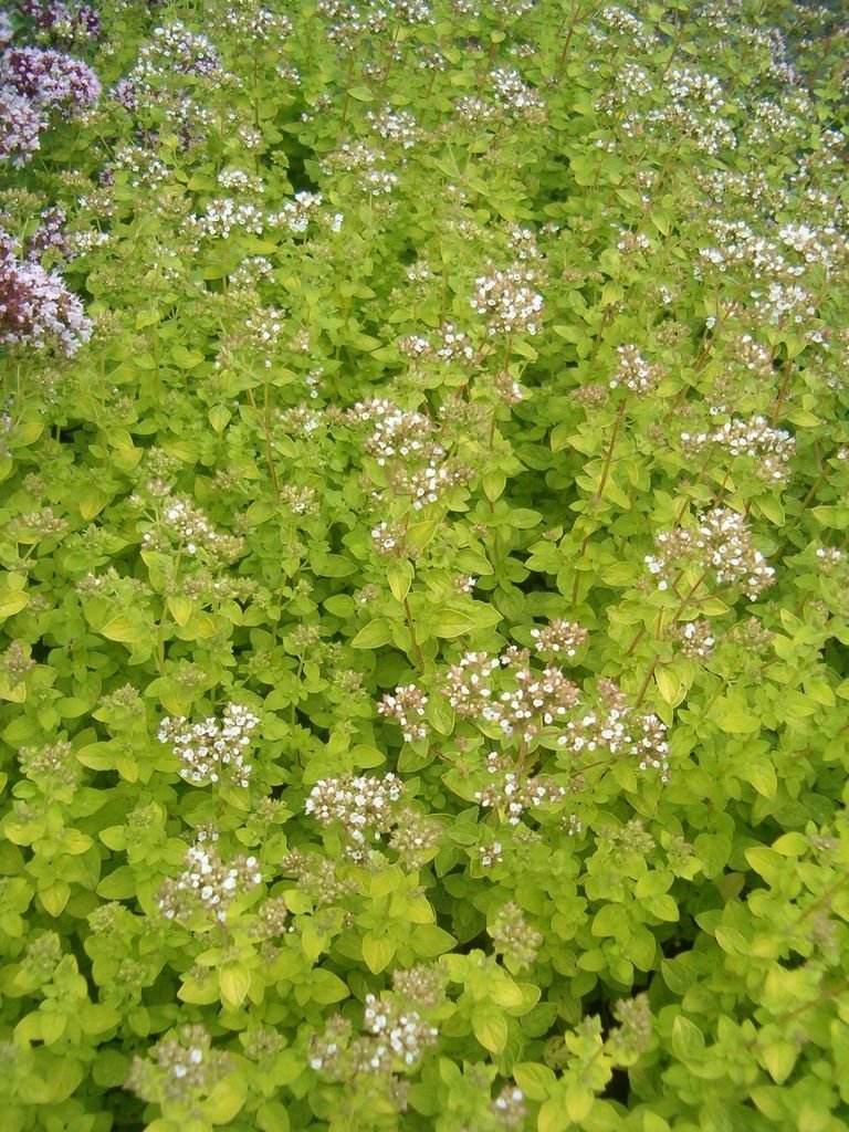 Onde plantar Orégão vulgare 'Aureum' (Origanum vulgare 'Aureum')_2