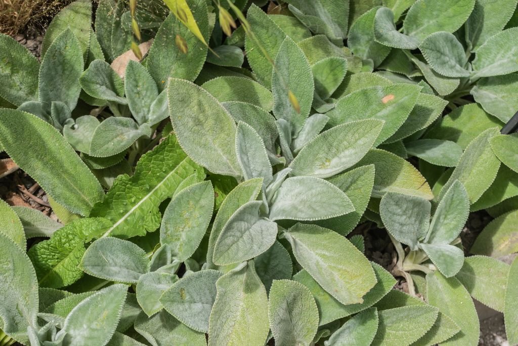 Orelha-de-ovelha 'Big Ears' (Stachys byzantina 'Big Ears')