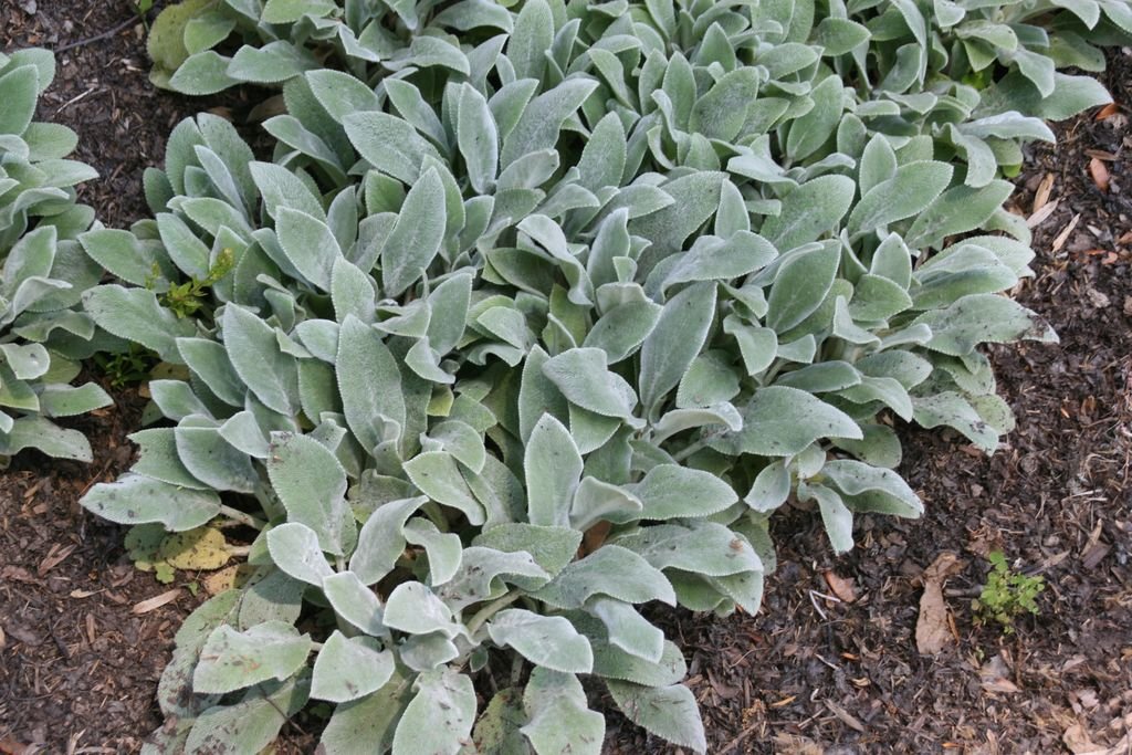 Orelha-de-ovelha 'Silver Carpet' (Stachys byzantina 'Silver Carpet')