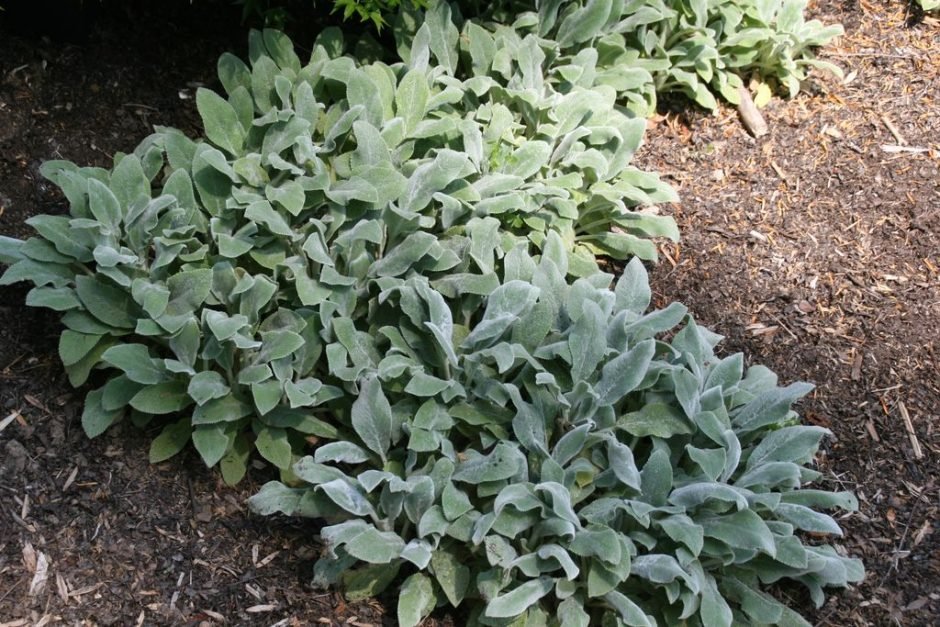 Como plantar Orelha-de-ovelha 'Silver Carpet' (Stachys byzantina 'Silver Carpet')_1