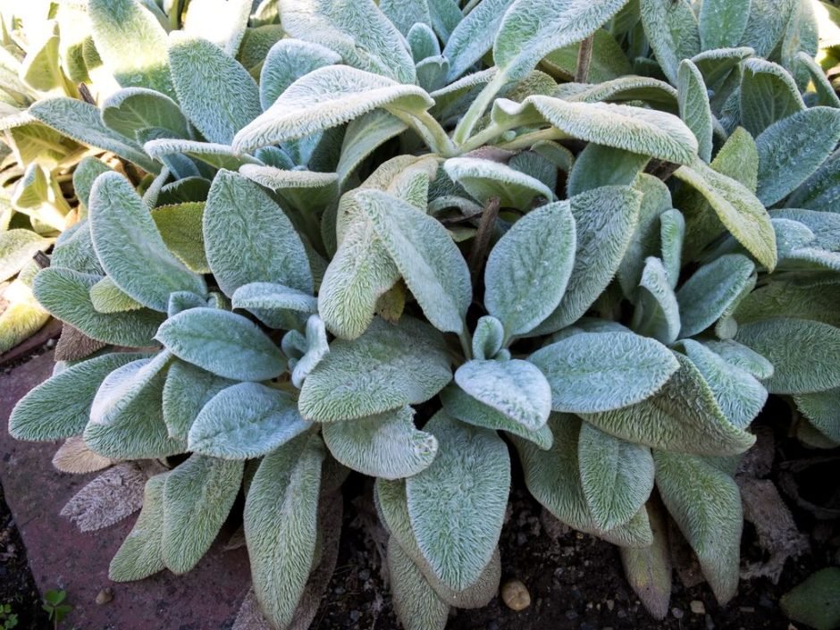 Onde plantar Orelha-de-ovelha 'Silver Carpet' (Stachys byzantina 'Silver Carpet')_2
