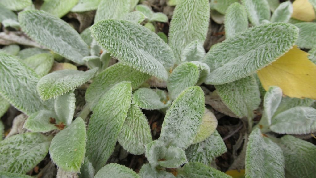 Orelha-de-ovelha (Stachys byzantina)