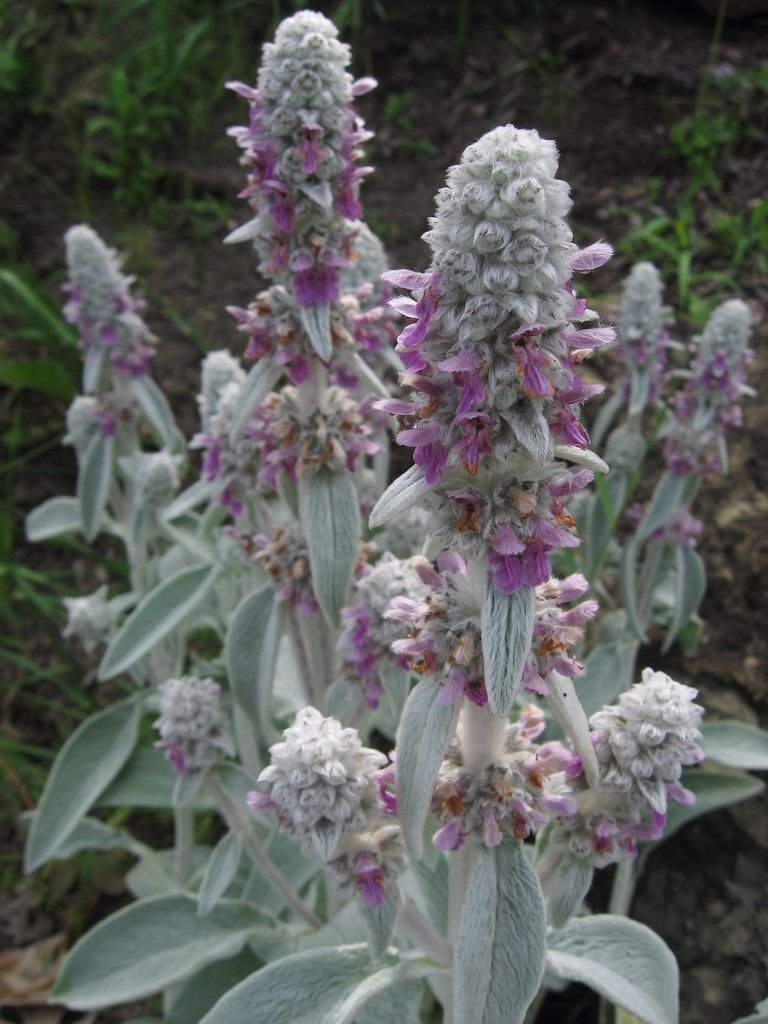 Onde plantar Orelha-de-ovelha (Stachys byzantina)_2