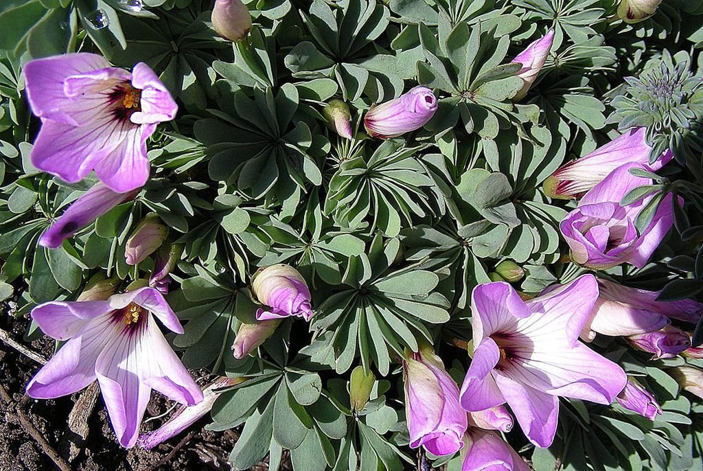 Oxalis chileno (Oxalis adenophylla)