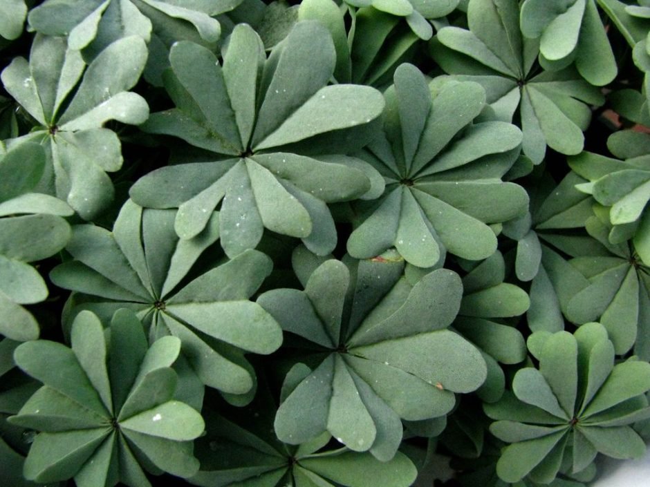Como plantar Oxalis chileno (Oxalis adenophylla)_1