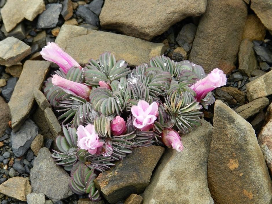 Onde plantar Oxalis chileno (Oxalis adenophylla)_2