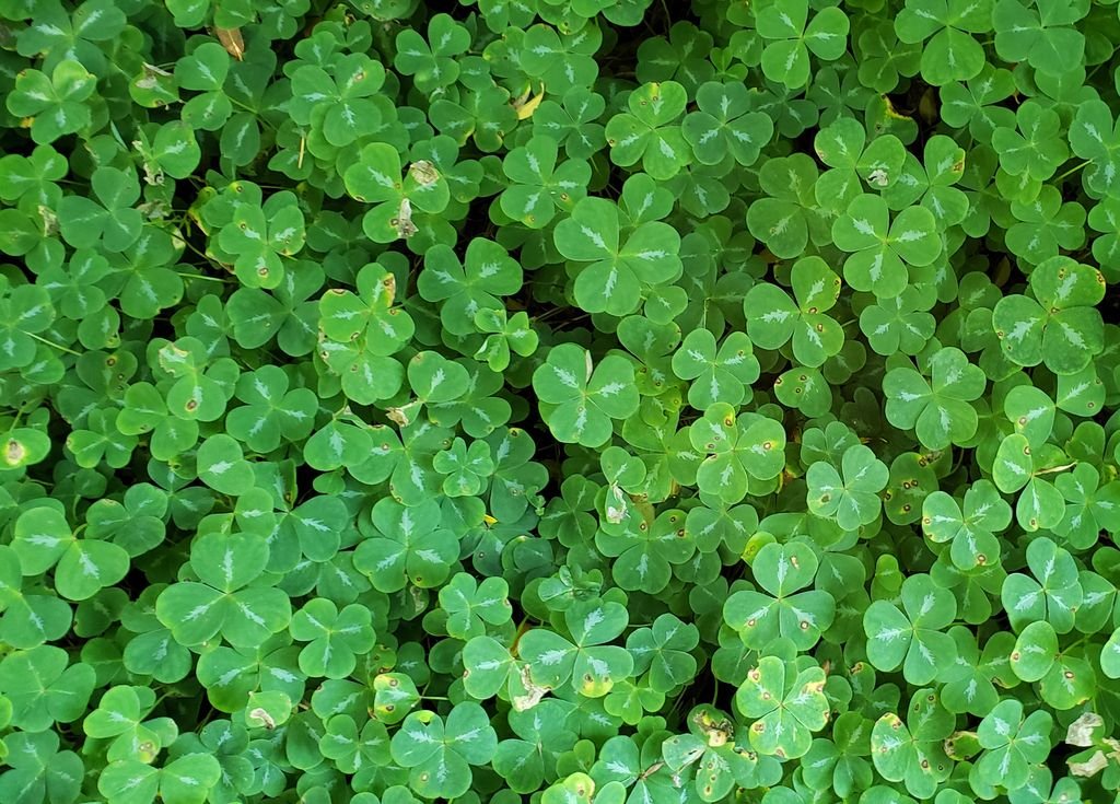 Oxalis oregana (Oxalis oregana)