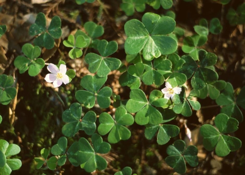 Como plantar Oxalis oregana (Oxalis oregana)_1