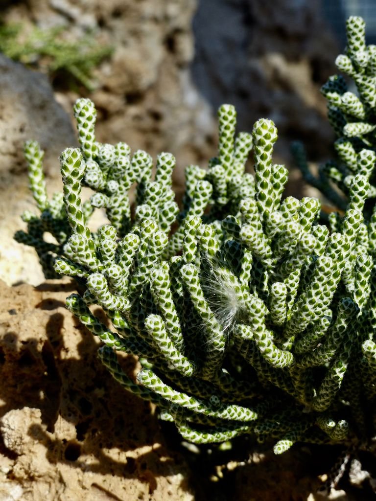 Ozothamnus coralloides (Ozothamnus coralloides)