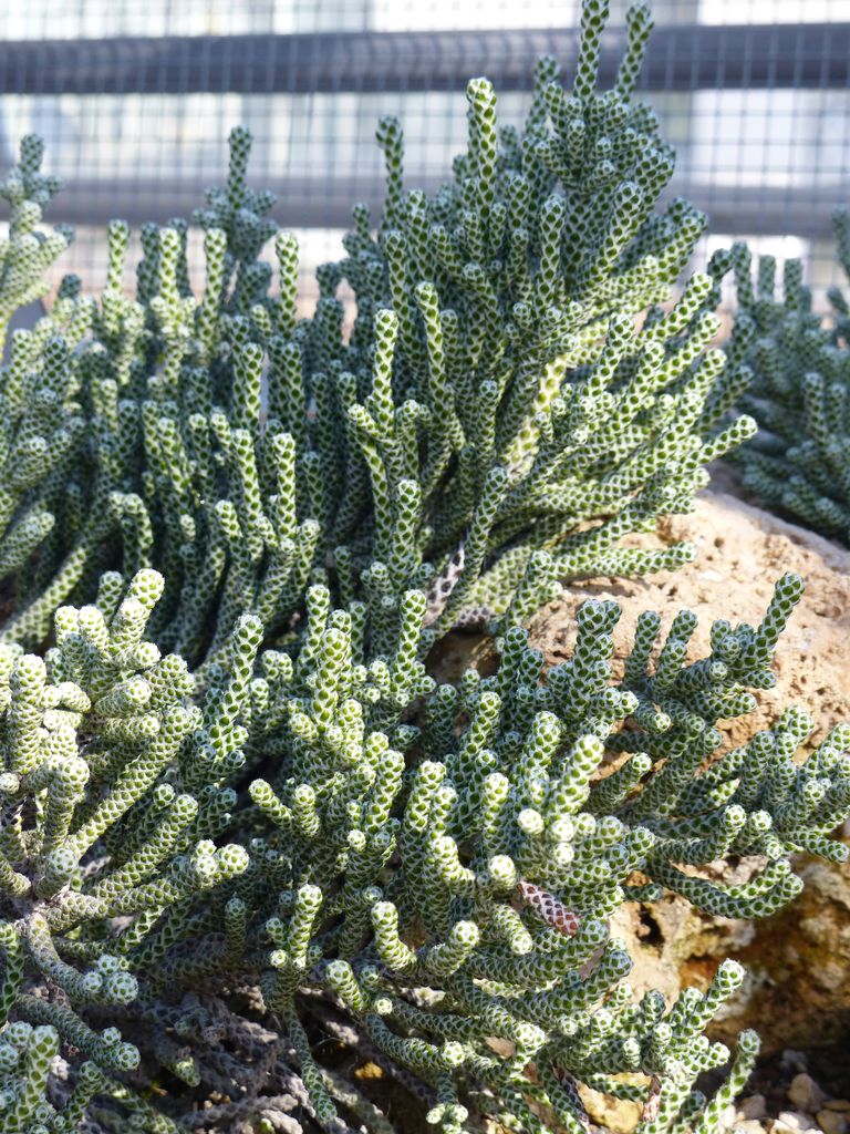 Como plantar Ozothamnus coralloides (Ozothamnus coralloides)_1