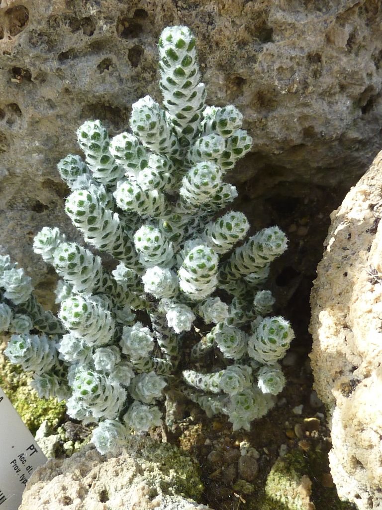 Onde plantar Ozothamnus coralloides (Ozothamnus coralloides)_2