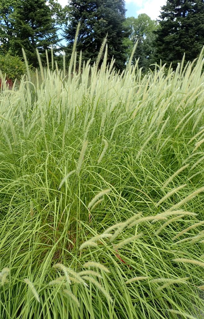 Pennisetum 'Fairy Tails' (Pennisetum 'Fairy Tails')