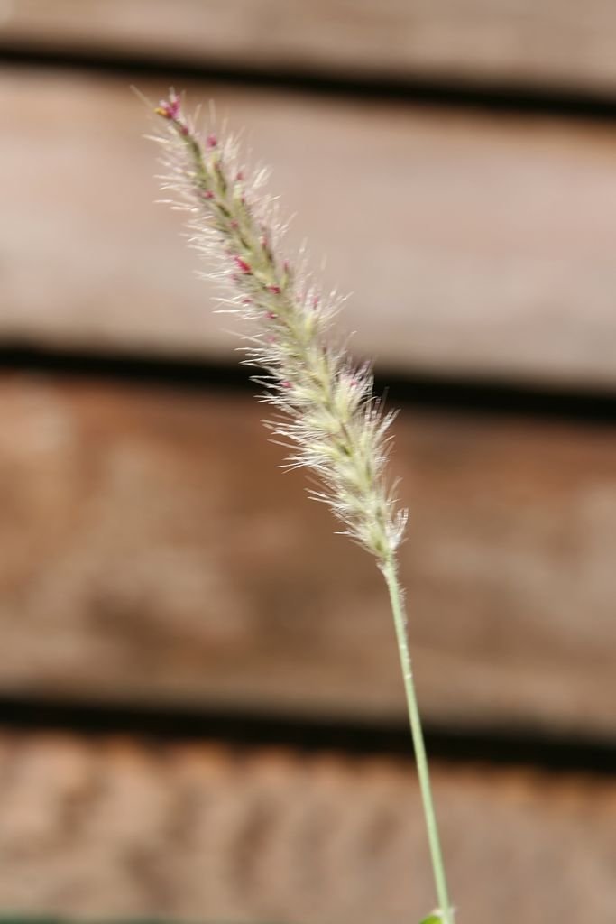 Como plantar Pennisetum 'Fairy Tails' (Pennisetum 'Fairy Tails')_1