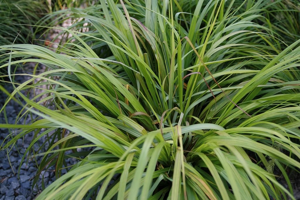 Pennisetum alopecuroides 'Moudry' (Pennisetum alopecuroides 'Moudry')