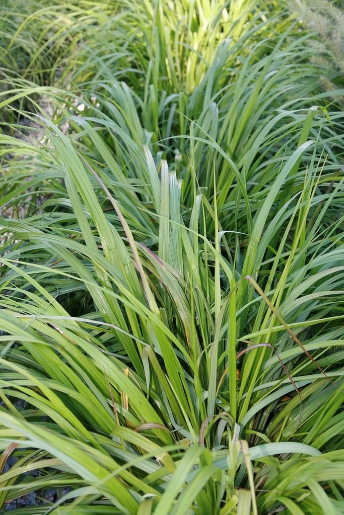 Como plantar Pennisetum alopecuroides 'Moudry' (Pennisetum alopecuroides 'Moudry')_1