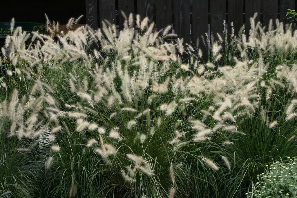 Pennisetum alopecuroides (Pennisetum alopecuroides)