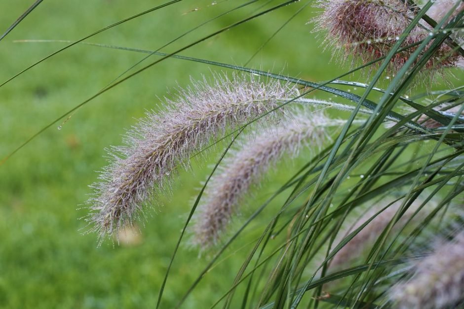 Como plantar Pennisetum alopecuroides (Pennisetum alopecuroides)_1