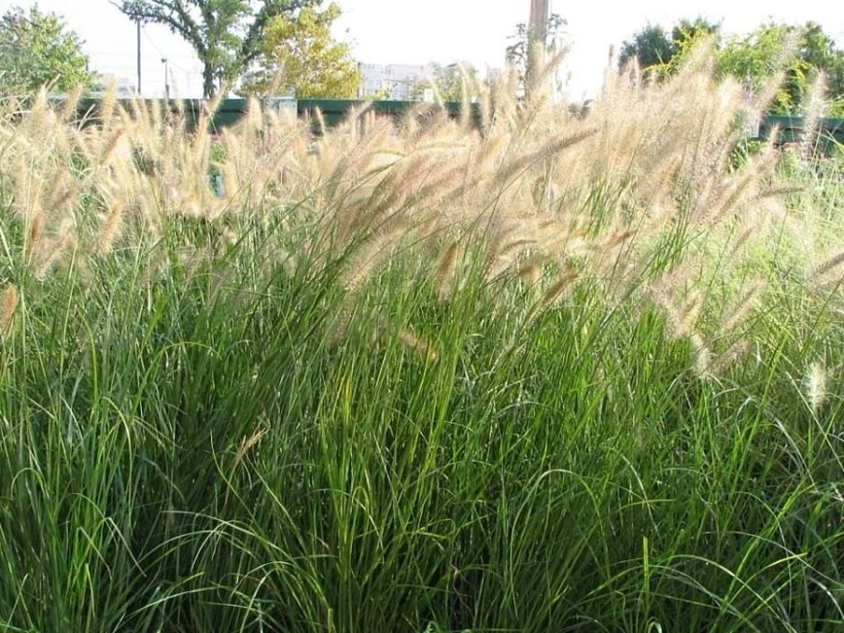 Onde plantar Pennisetum alopecuroides (Pennisetum alopecuroides)_2