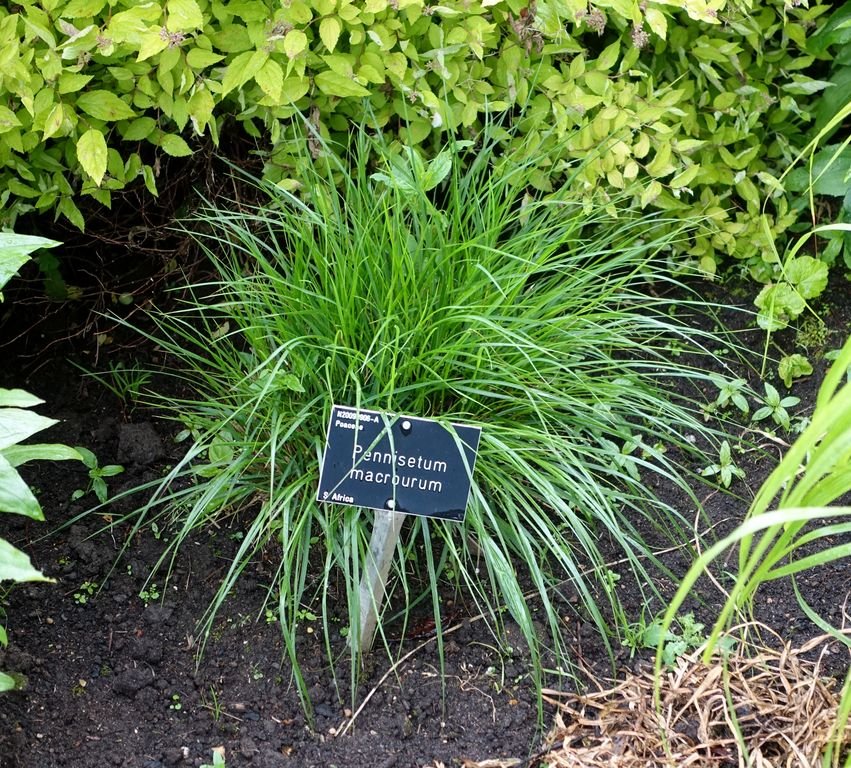 Pennisetum macrourum (Pennisetum macrourum)