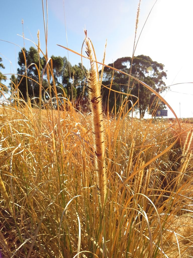 Como plantar Pennisetum macrourum (Pennisetum macrourum)_1