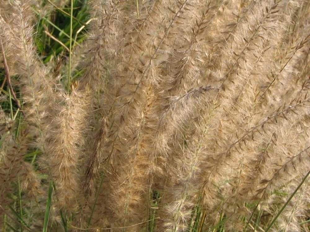 Pennisetum orientale 'Karley Rose' (Pennisetum orientale 'Karley Rose')
