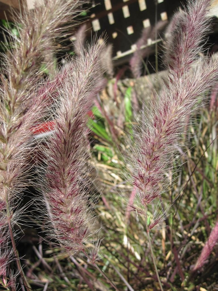 Como plantar Pennisetum orientale 'Karley Rose' (Pennisetum orientale 'Karley Rose')_1
