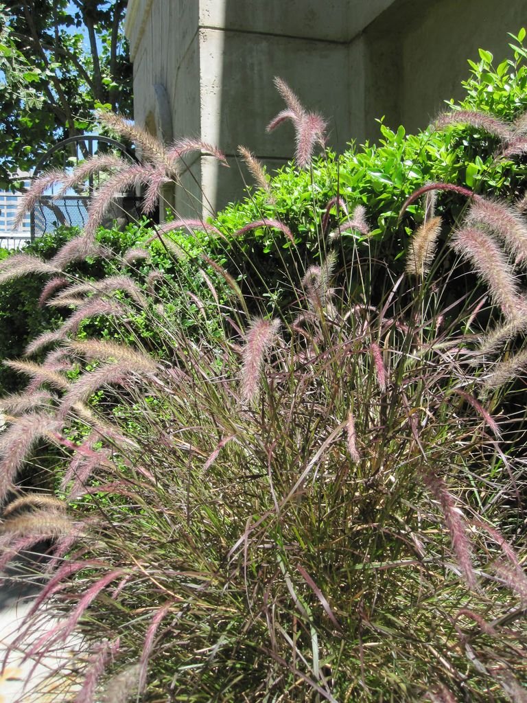 Onde plantar Pennisetum orientale 'Karley Rose' (Pennisetum orientale 'Karley Rose')_2
