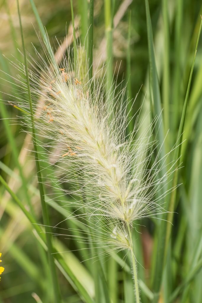 Pennisetum orientale 'Shogun' (Pennisetum orientale 'Shogun')