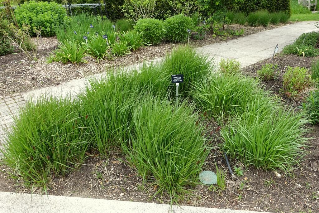 Pennisetum thunbergii 'Red Buttons' (Pennisetum thunbergii 'Red Buttons')