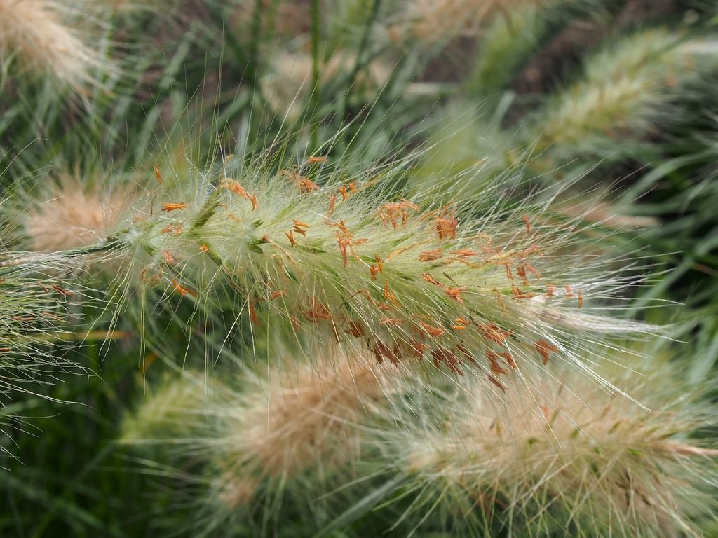 Pennisetum villosum (Pennisetum villosum)