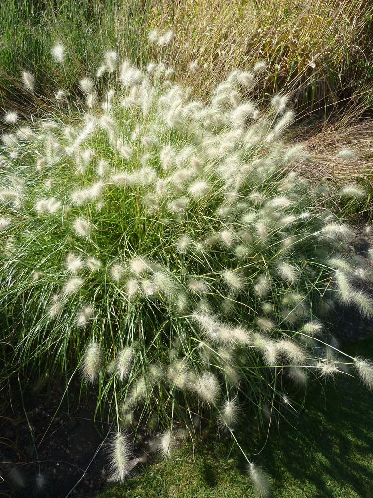 Como plantar Pennisetum villosum (Pennisetum villosum)_1