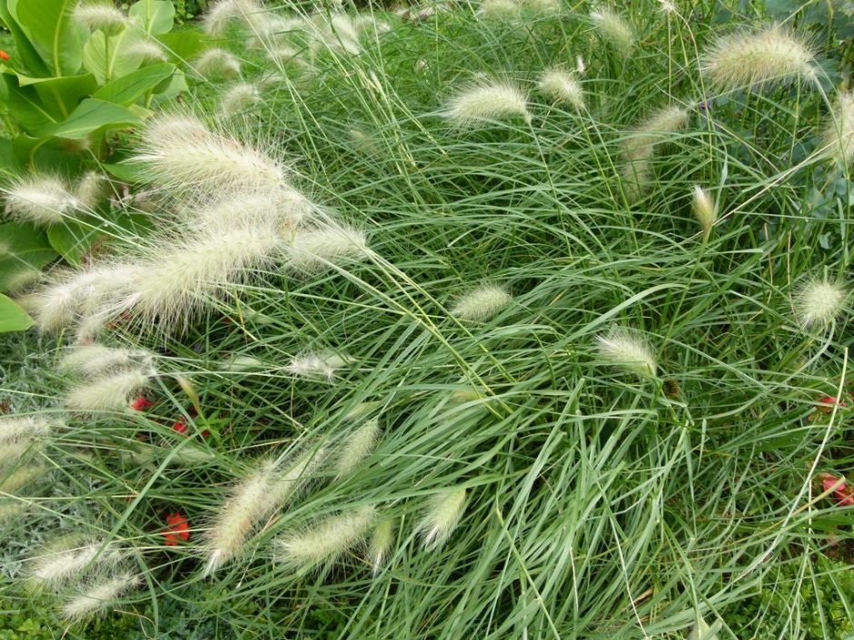 Onde plantar Pennisetum villosum (Pennisetum villosum)_2