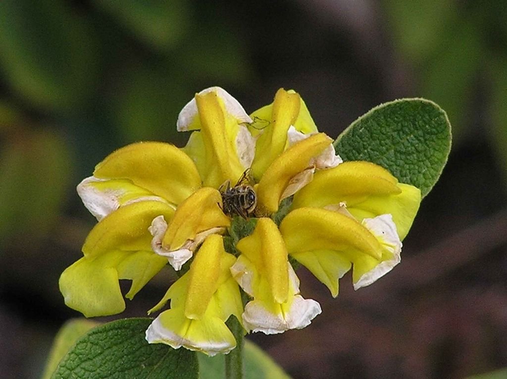 Phlomis chrysophylla (Phlomis chrysophylla)