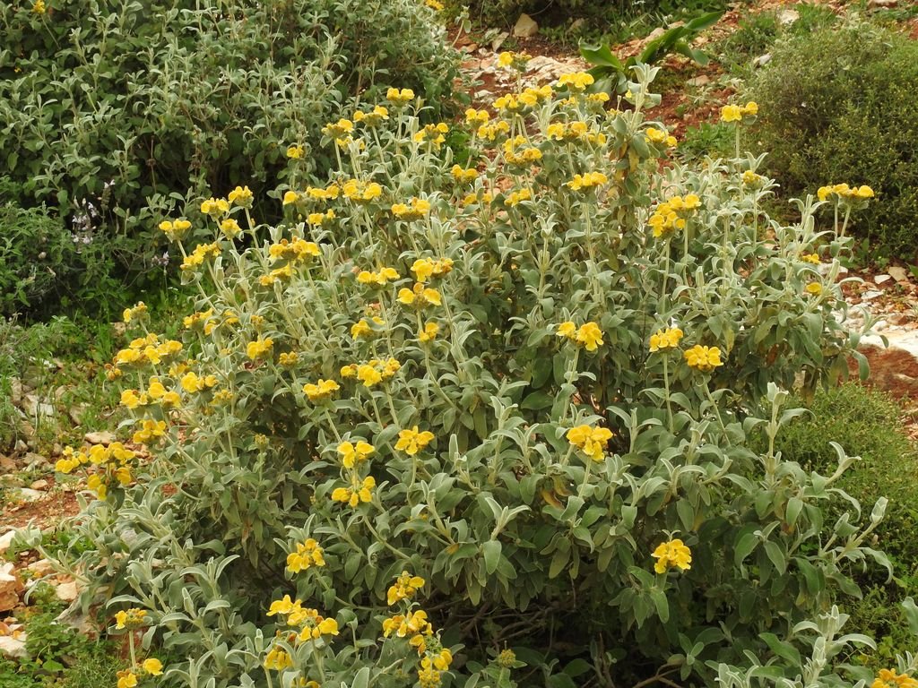 Phlomis fruticosa (Phlomis fruticosa)