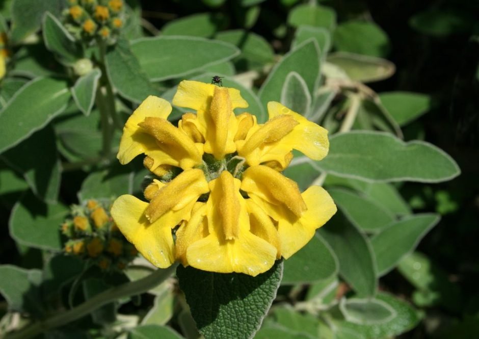 Como plantar Phlomis fruticosa (Phlomis fruticosa)_1