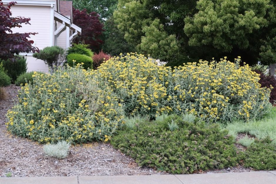 Onde plantar Phlomis fruticosa (Phlomis fruticosa)_2