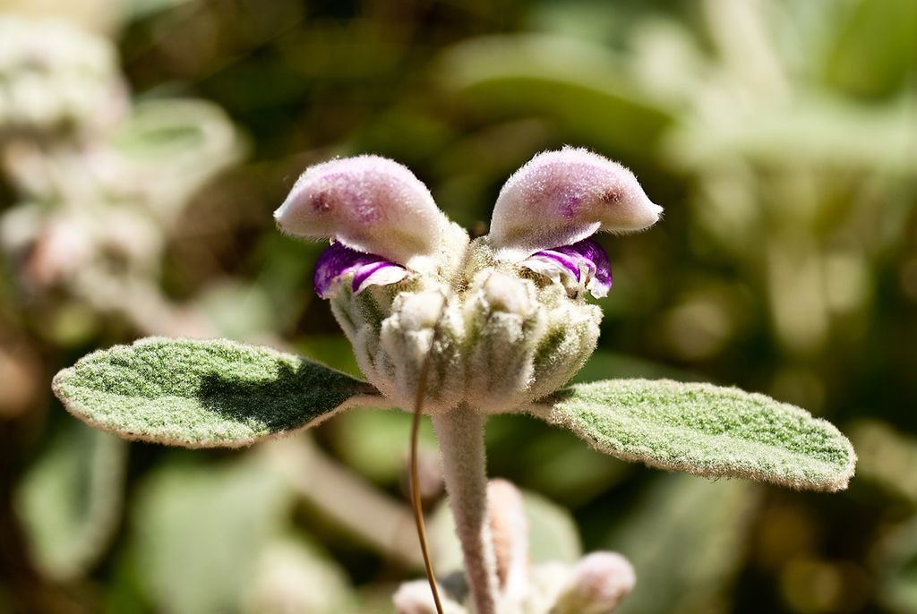 Phlomis italica (Phlomis italica)