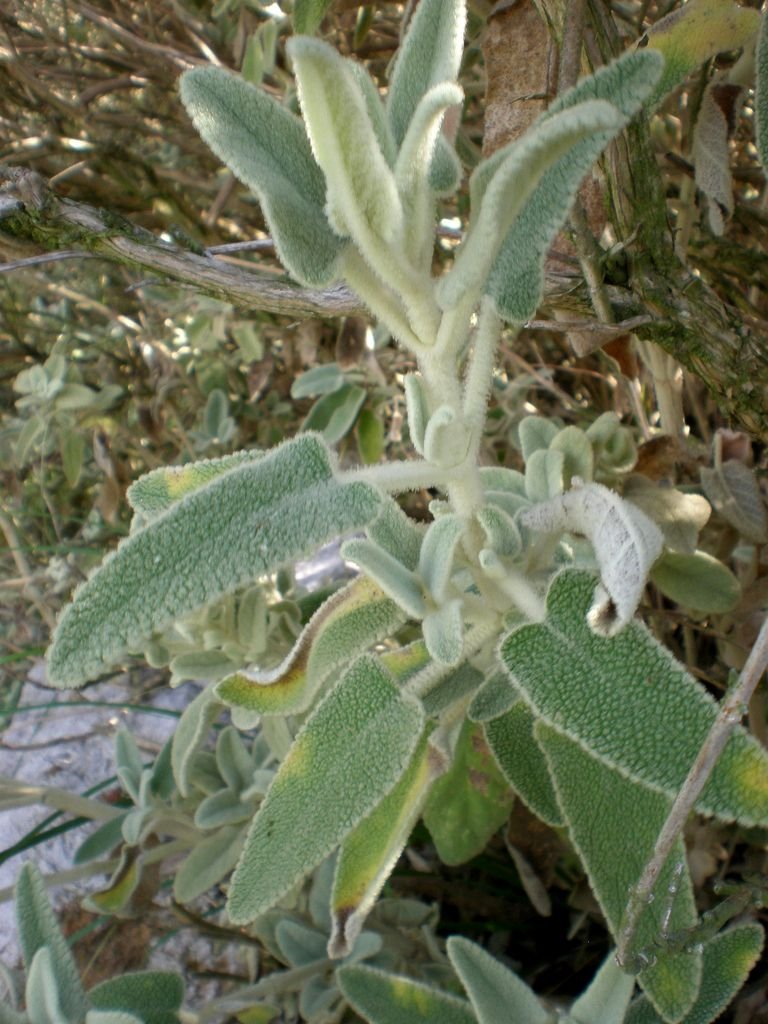 Como plantar Phlomis italica (Phlomis italica)_1
