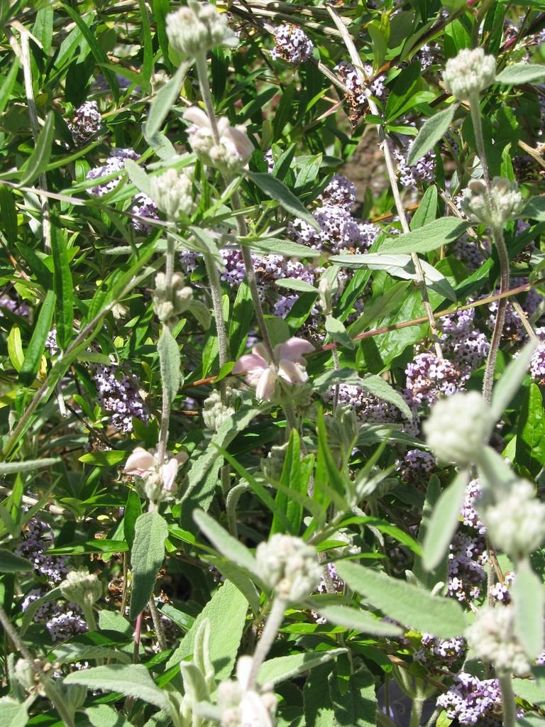 Onde plantar Phlomis italica (Phlomis italica)_2