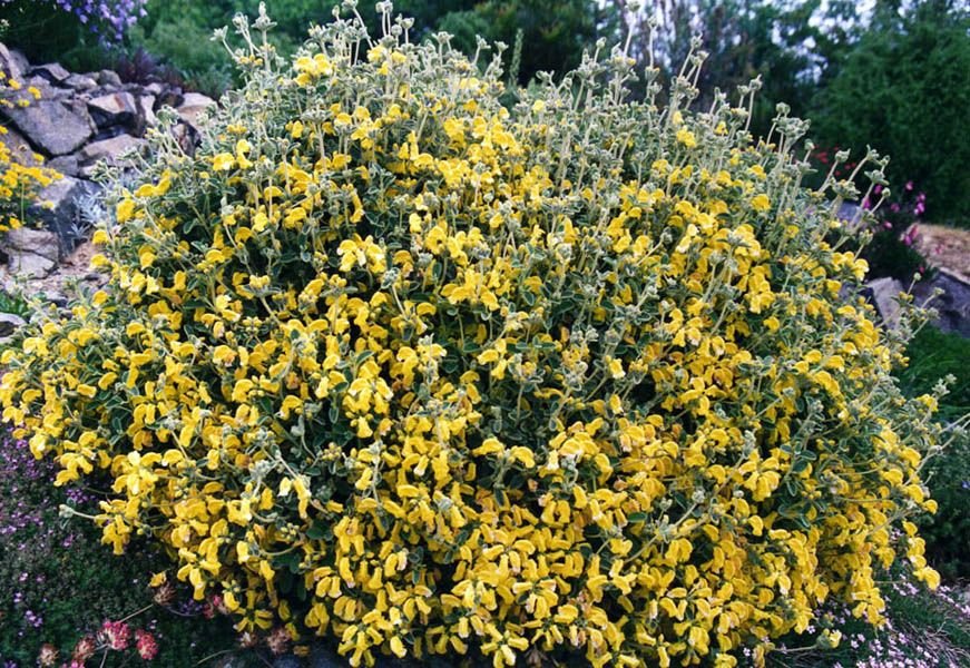 Phlomis lanata (Phlomis lanata)
