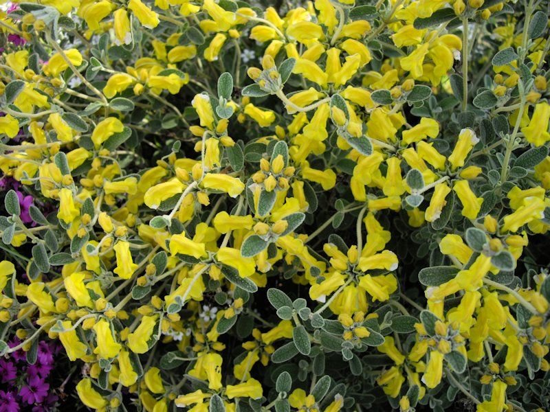 Como plantar Phlomis lanata (Phlomis lanata)_1