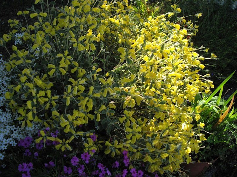 Onde plantar Phlomis lanata (Phlomis lanata)_2