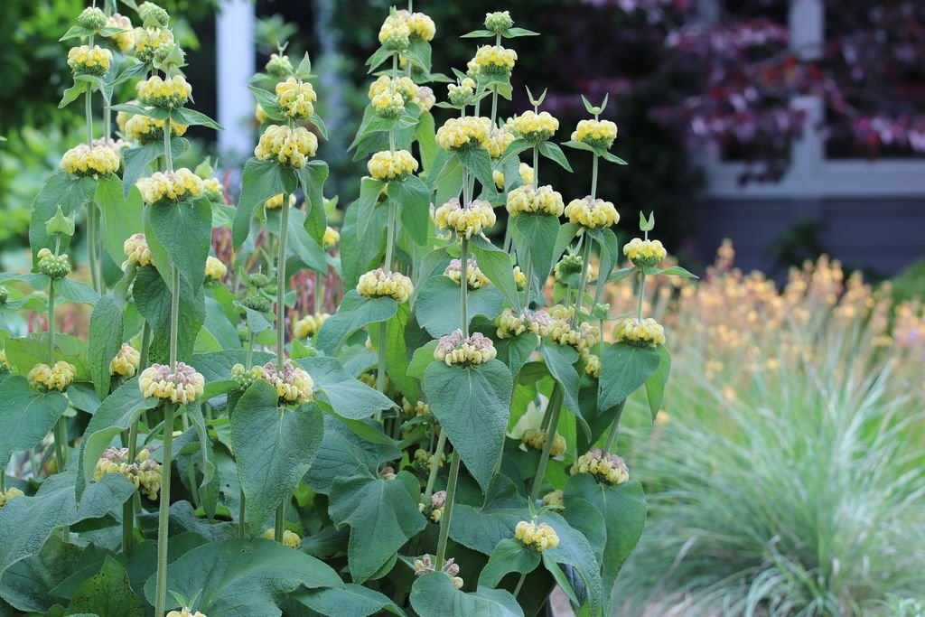 Phlomis russeliana (Phlomis russeliana)