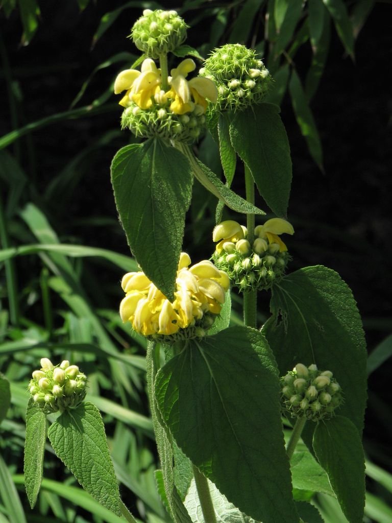 Como plantar Phlomis russeliana (Phlomis russeliana)_1