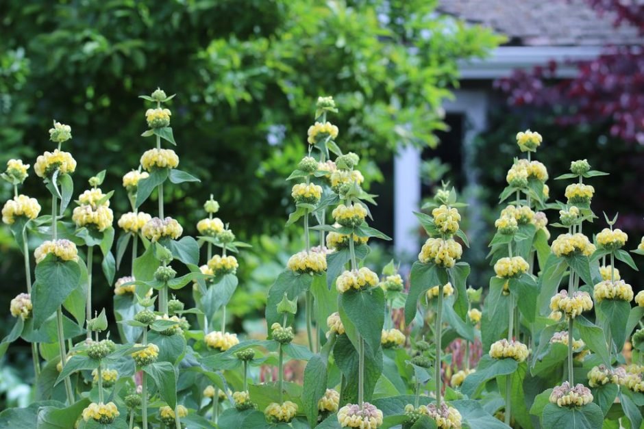 Onde plantar Phlomis russeliana (Phlomis russeliana)_2