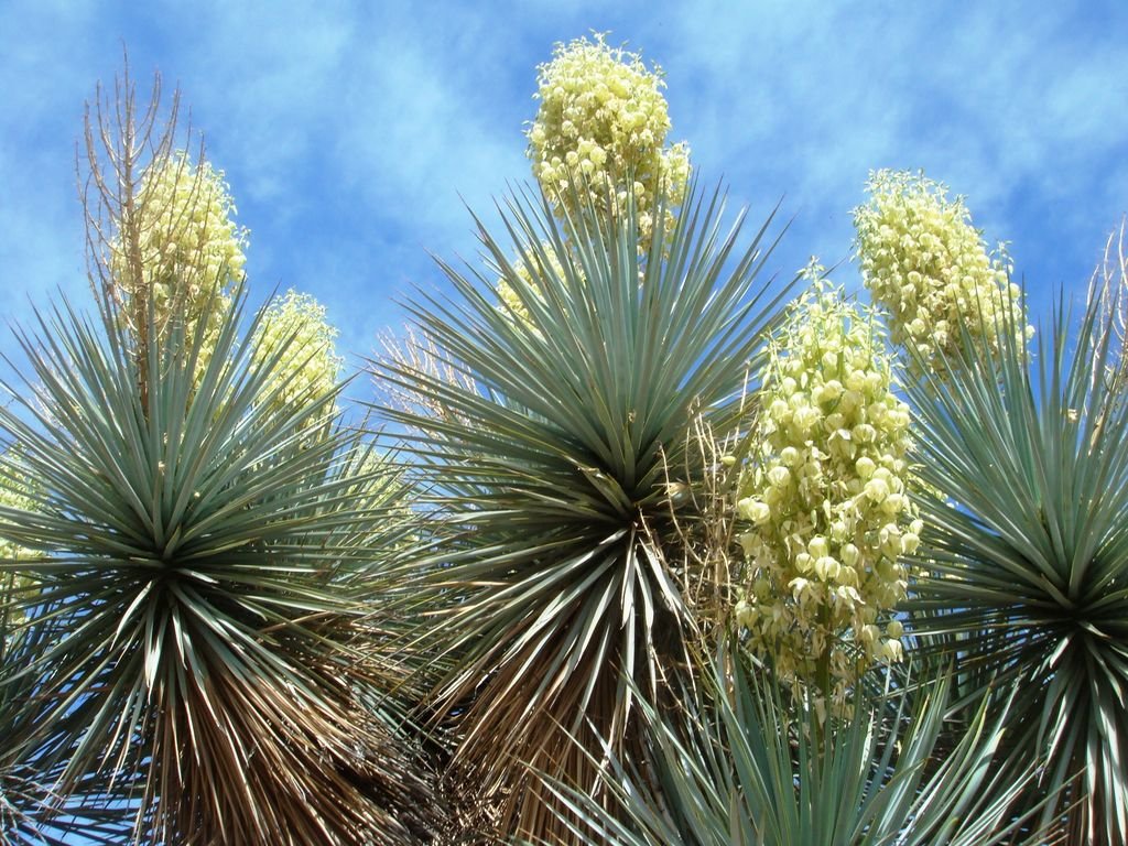 Punhal-espanhol (Yucca gloriosa)