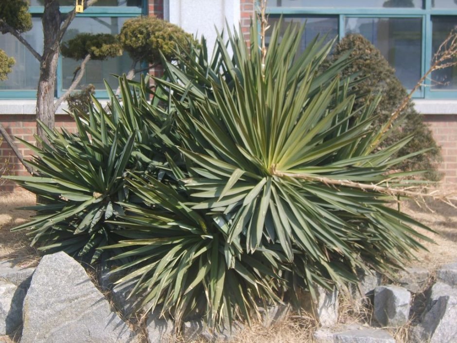 Como plantar Punhal-espanhol (Yucca gloriosa)_1