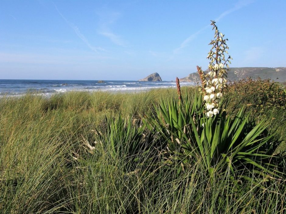 Onde plantar Punhal-espanhol (Yucca gloriosa)_2