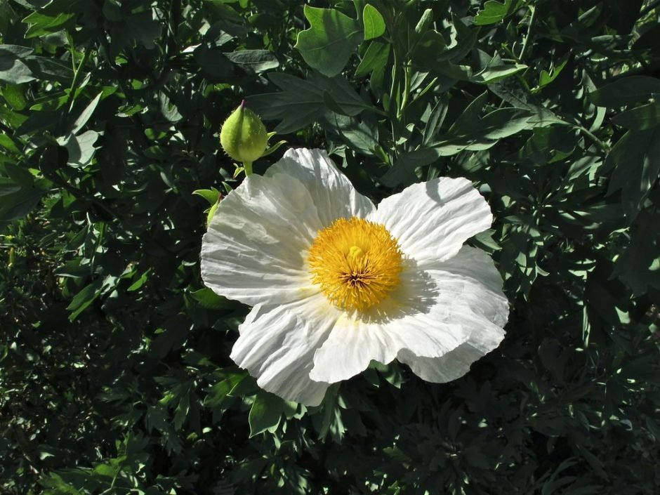 Como plantar Romneya coulteri (Romneya coulteri)_1